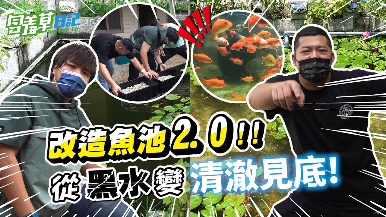 【整頓魚池2.0】找來手作達人改造水池！短短兩天內就有驚人變化？！  ft.@1129jerry 【含羞草日記】