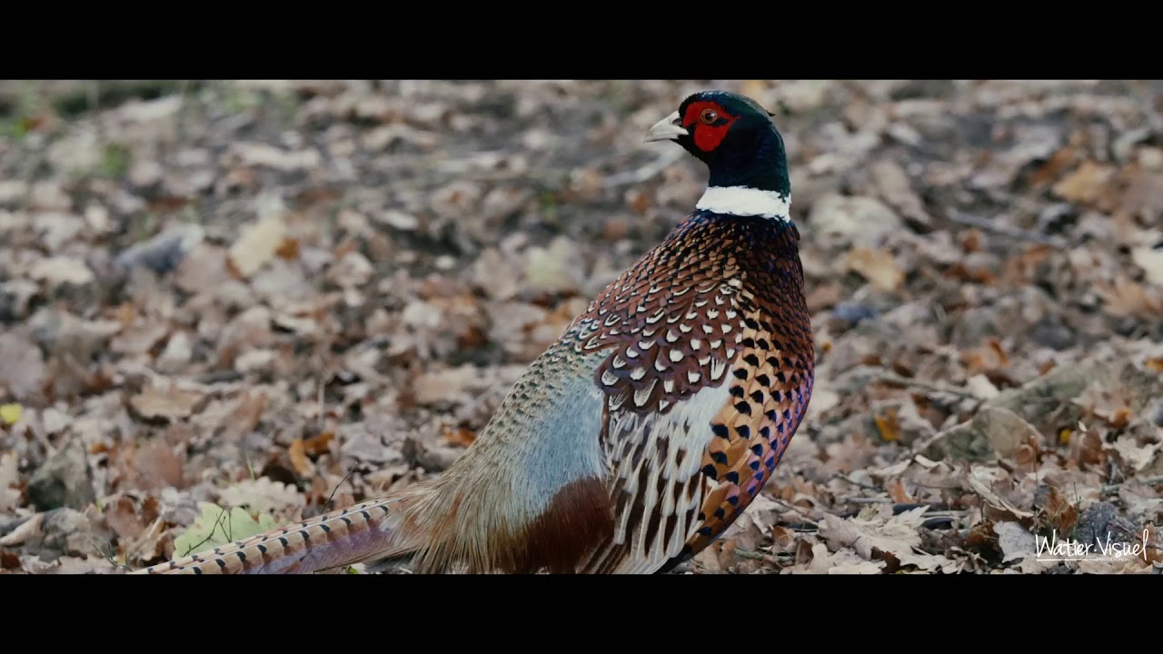 Cerfs, chevreuils, sangliers, faisans et perdrix - Faune sauvage d'Anjou