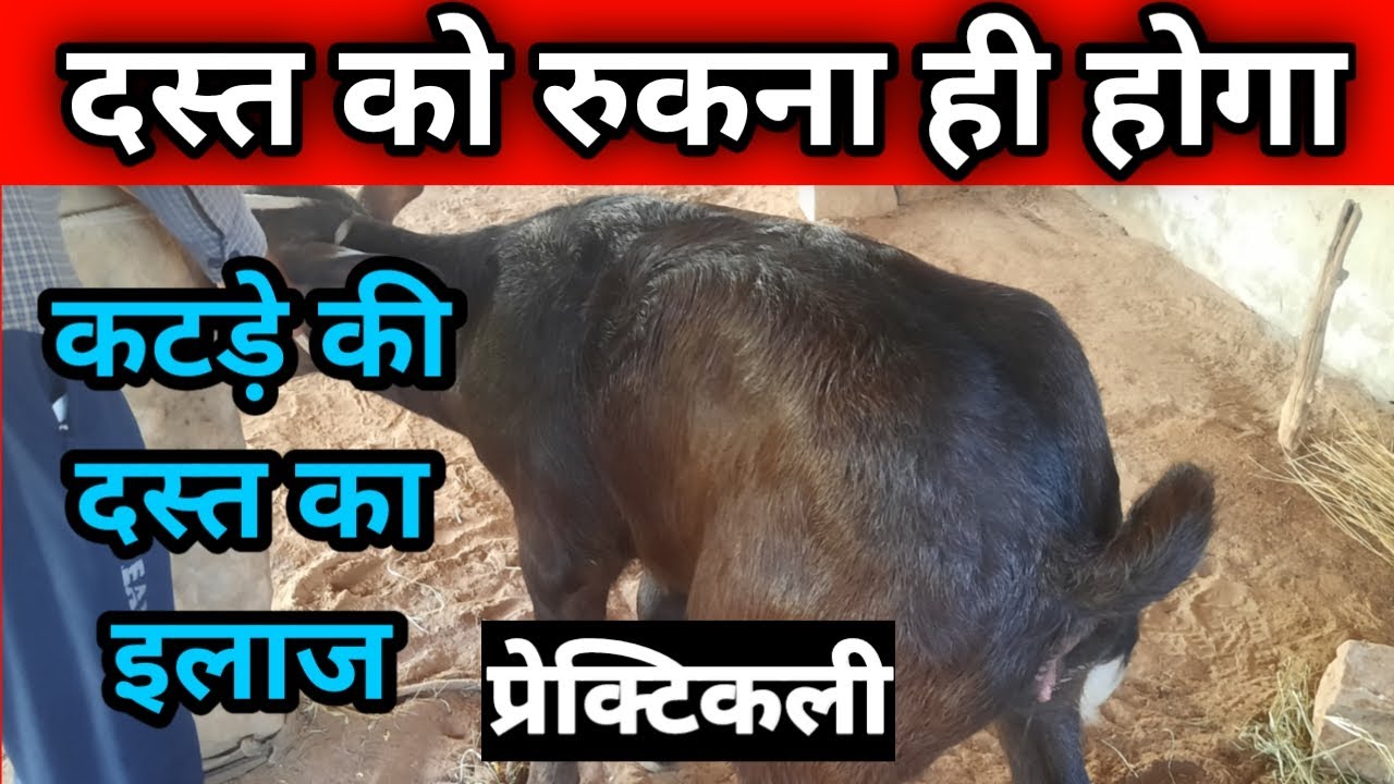 buffalo calf ke dast ka ilaj भैंस के बच्चे को दस्त लगने पर इलाज bhains ke bache ke dast ka ilaj