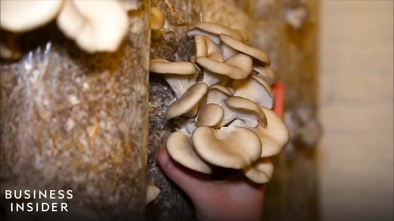 How Underground Farms Grow Mushrooms In Coffee Grounds | Business Insider