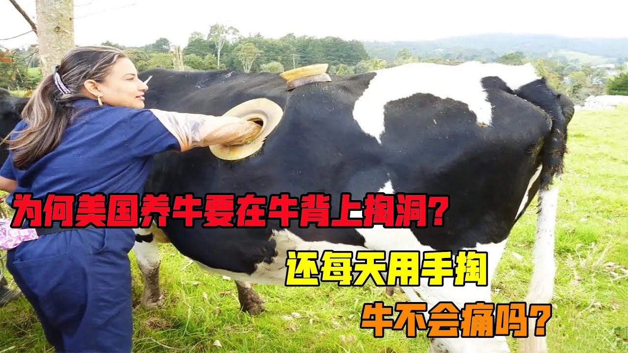 為何美國養牛要在牛背上掏洞？還每天用手掏，牛不會痛嗎？