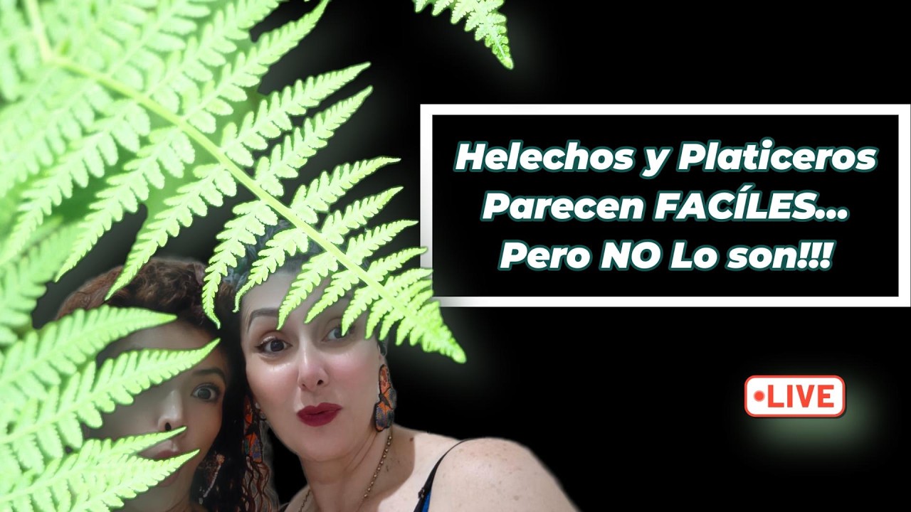 🔴Cómo Cuidar HELECHOS Y PLATICEROS SIN MATARLOS en el Intento 😂🌿