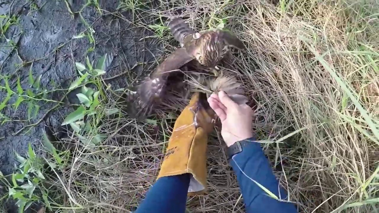 hunting with crested goshawk 