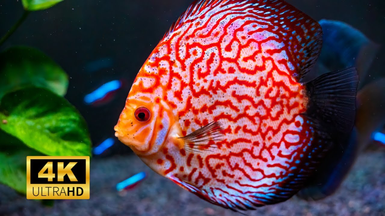 Beautiful Fish in Sea Symphysodon Discus 4k | Sea Animal 4k