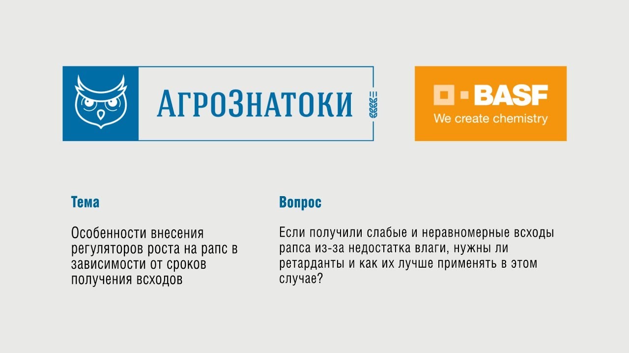 Нужено ли вносить ретарданты при дефиците влаги и неравномерных всходах?
