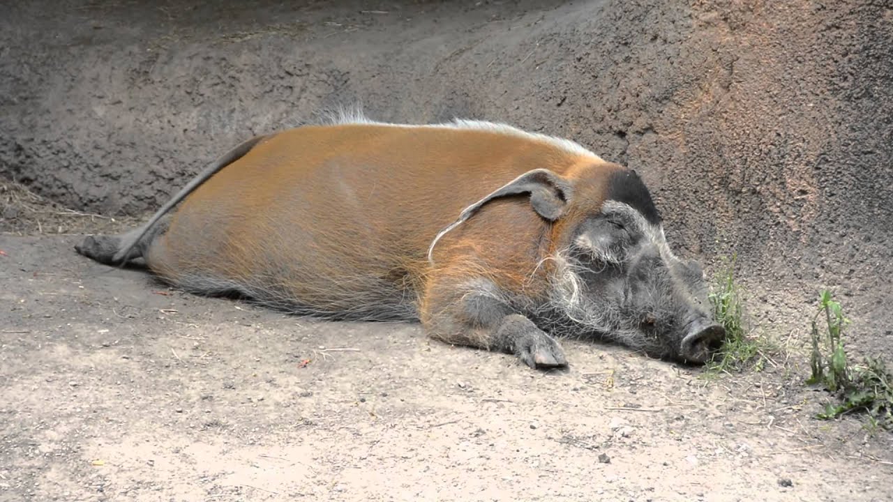 LOOKIT THESE ANIMALS: Episode 3 - Red River Hog
