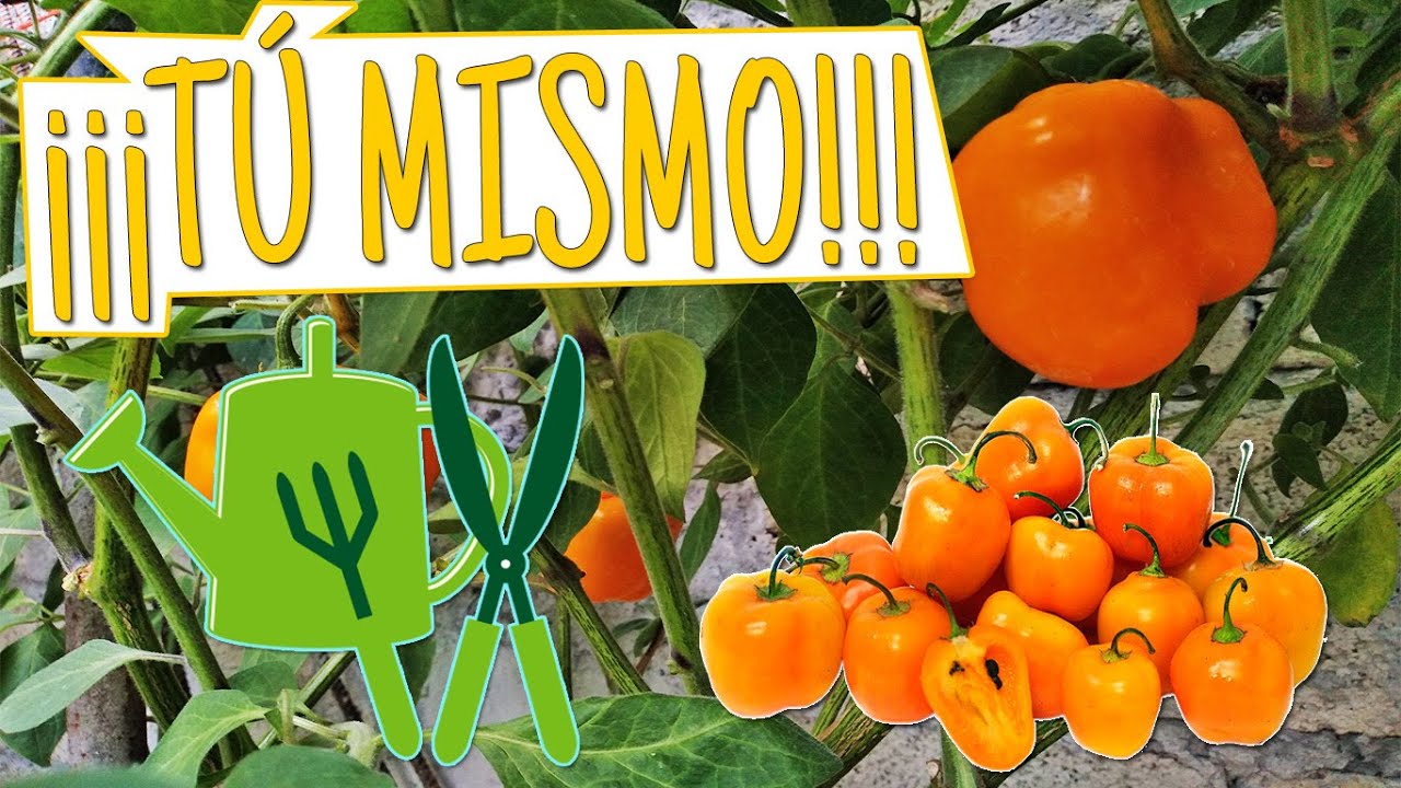 CHILES MANZANOS/ CULTIVALOS TU MISMO | QUINDE
