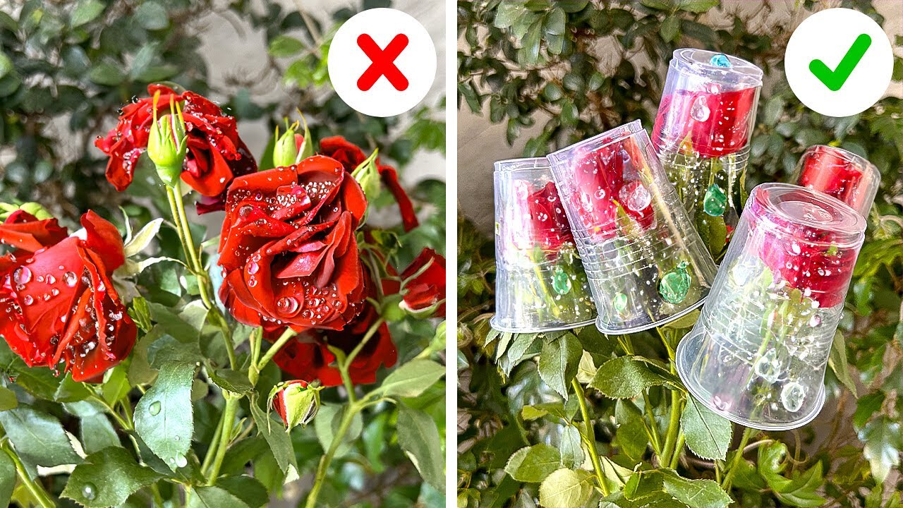 Des Astuces de Jardinage Éprouvées qui Fonctionnent Réellement 🌿🌹