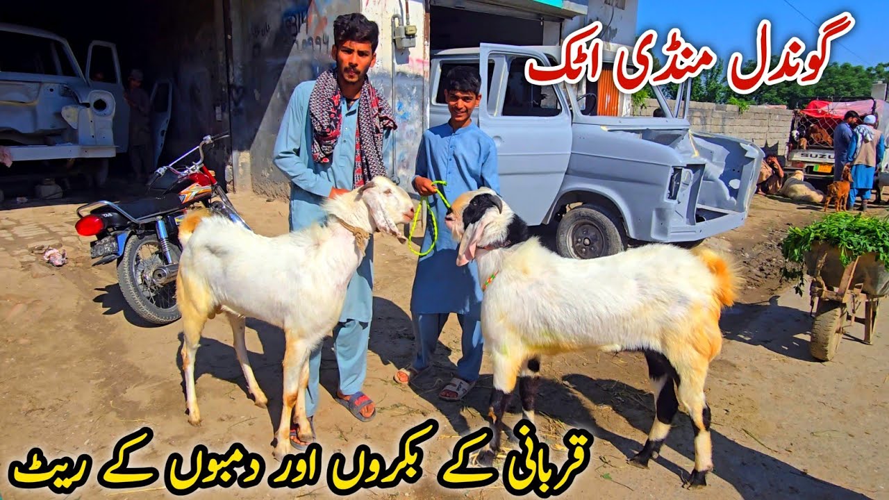 Bakra Mandi Gondal Attock Latest Update 6 April 2026 | Qurbani Bakra Eid 