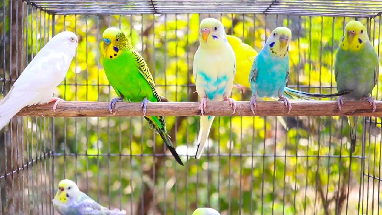 Parakeets CHIRPING to help LONELY Budgie//Parakeets OVER 8 Hours