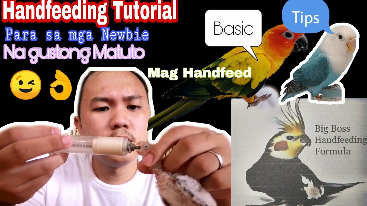 PART1 | HANDFEEDING TUTORIAL  (Para Sa mga Newbie)