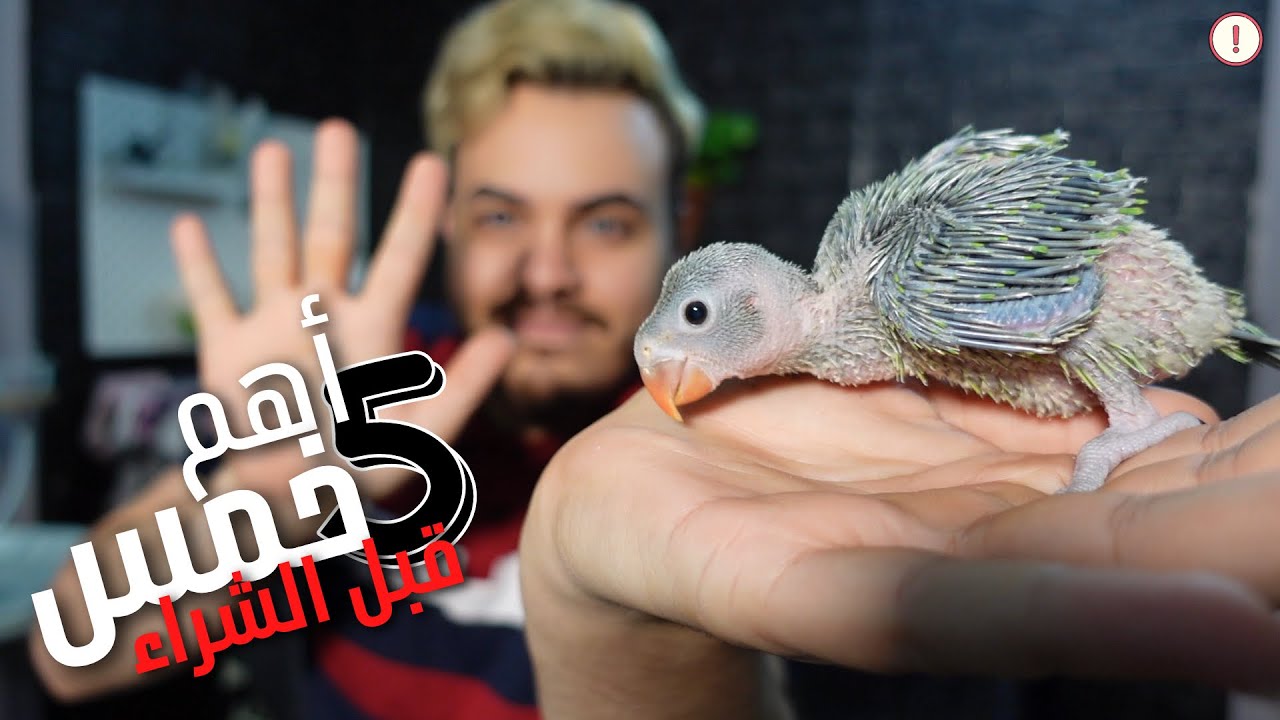 اهم 5 امور تشيك عليها في فرخ الببغاء قبل شرائه