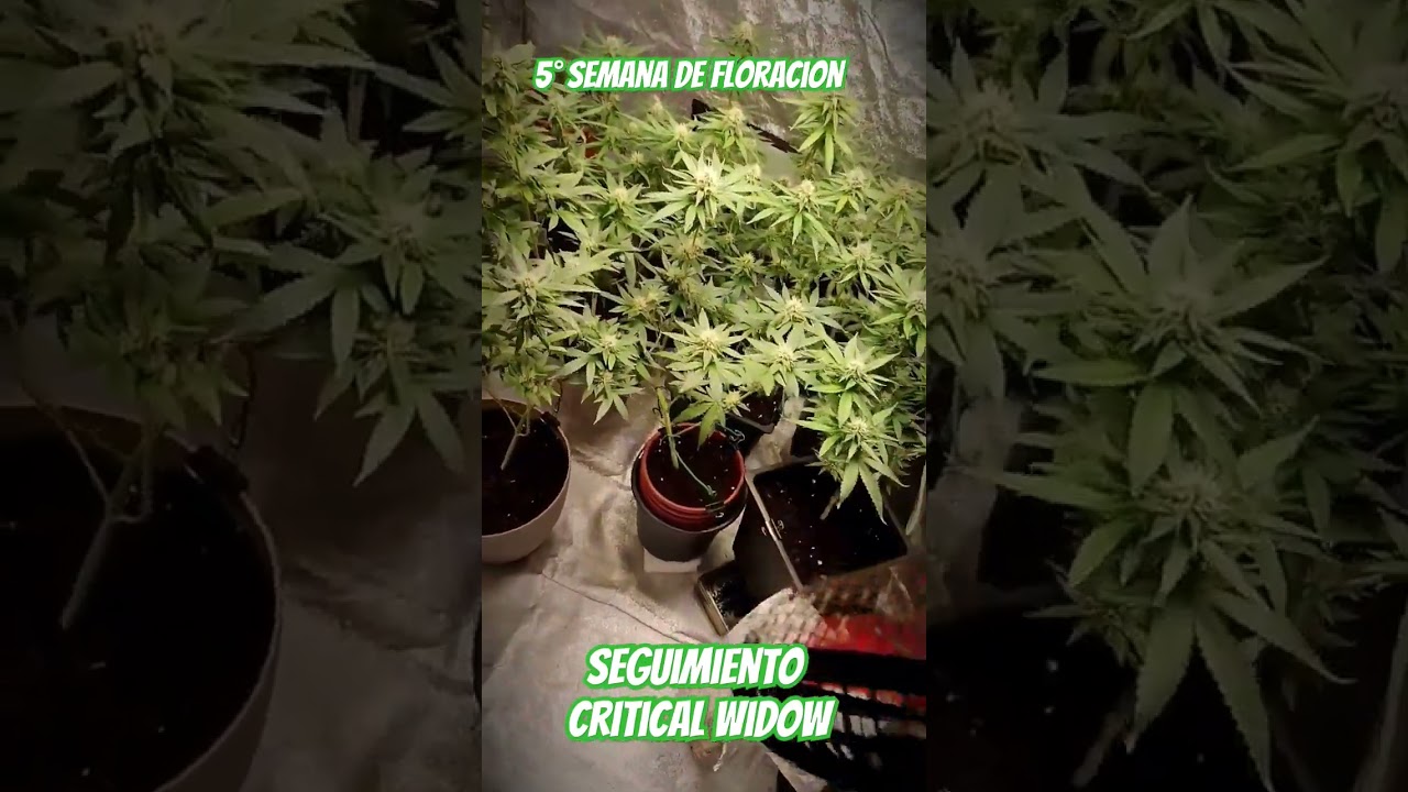 Grow Critical Widow Fem 5&deg; week of flowers. Check my bio ⬇️⬇️⬇️