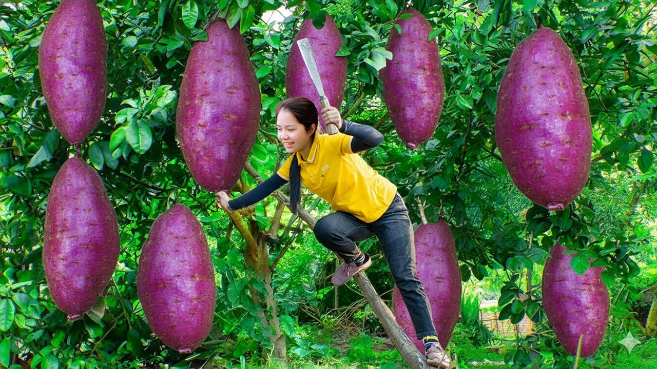 Harvest A lot Sweet Potatoes on the Field and Goes to market sell | Hanna Daily Life