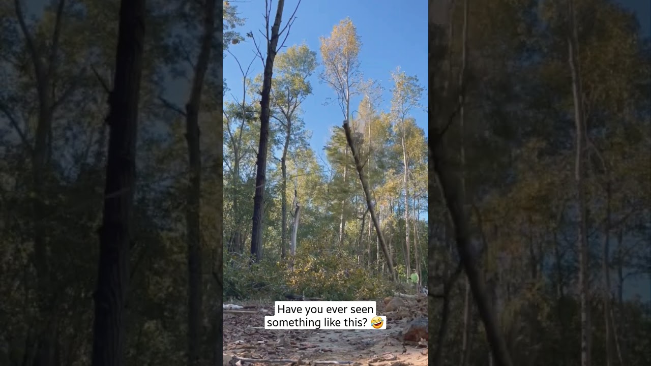 have you ever seen a tree do this? 🤣 #fails #treework