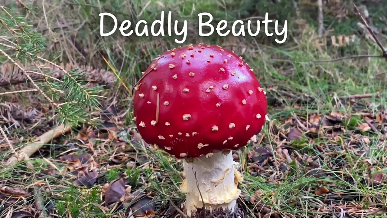 Amanita muscaria | Deadly Beauty in the Forest – Wild Mushroom