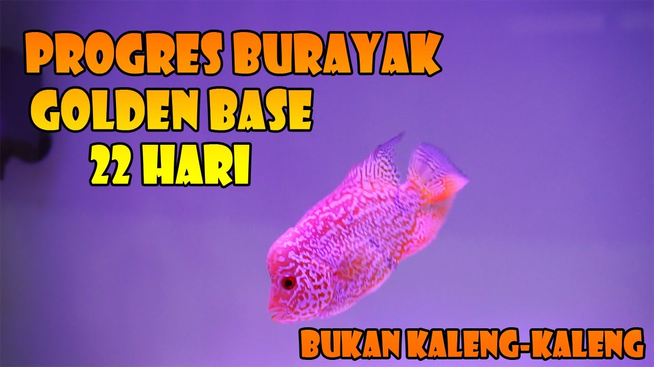 Progres Burayak Louhan Golden Base Selama 3 Minggu | Golden Base Flowerhorn Fish