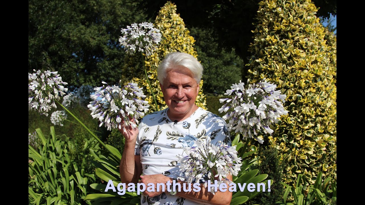 Get Gardening: Agapanthus Heaven!