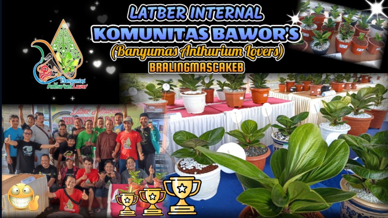 LATBER ANTHURIUM KOMUNITAS BAWOR'S | MANTAP LURR..!!
