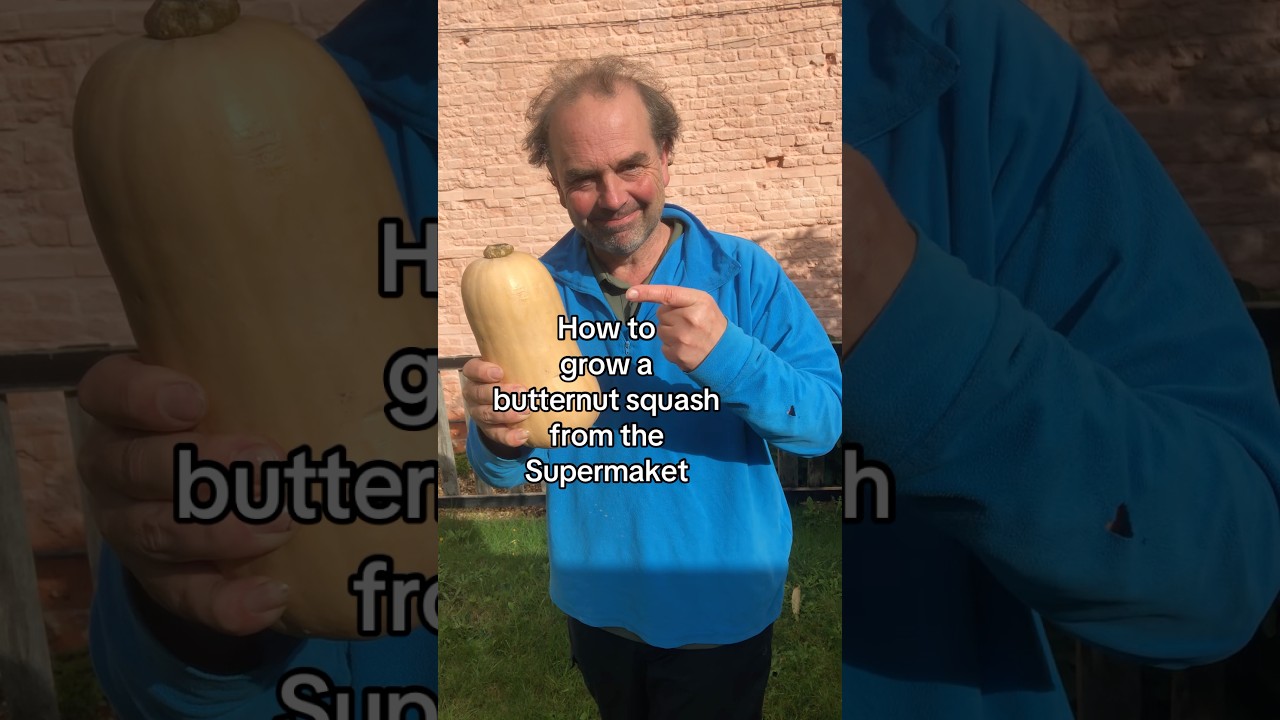 How to grow a butternut squash from the supermarket.It&rsquo;s so easy #growyourgroceries #growyourownfood