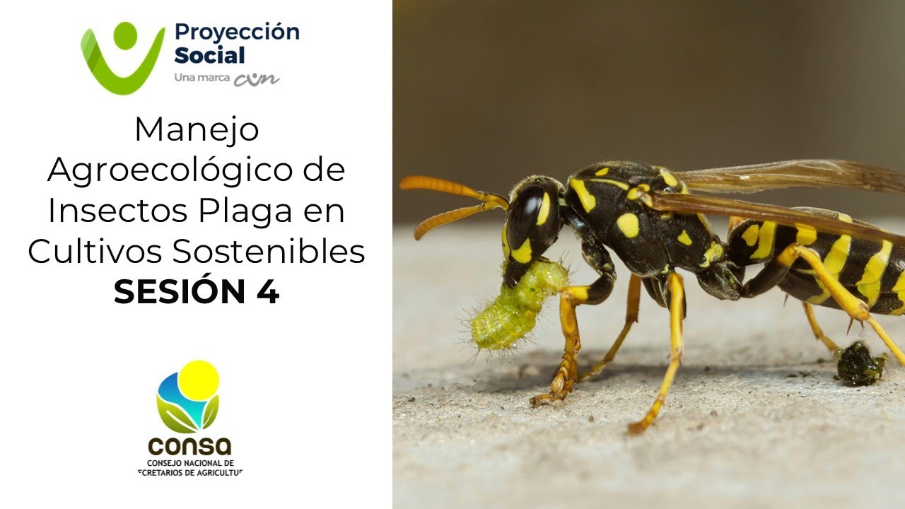 4. Manejo Agroecológico de Insectos Plaga en Cultivos Sostenibles