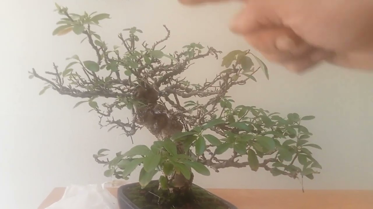 Qué Se Debe hacer Después De Un TRASPLANTE En Un BONSAI?/ Samuel Sánchez Bonsai.