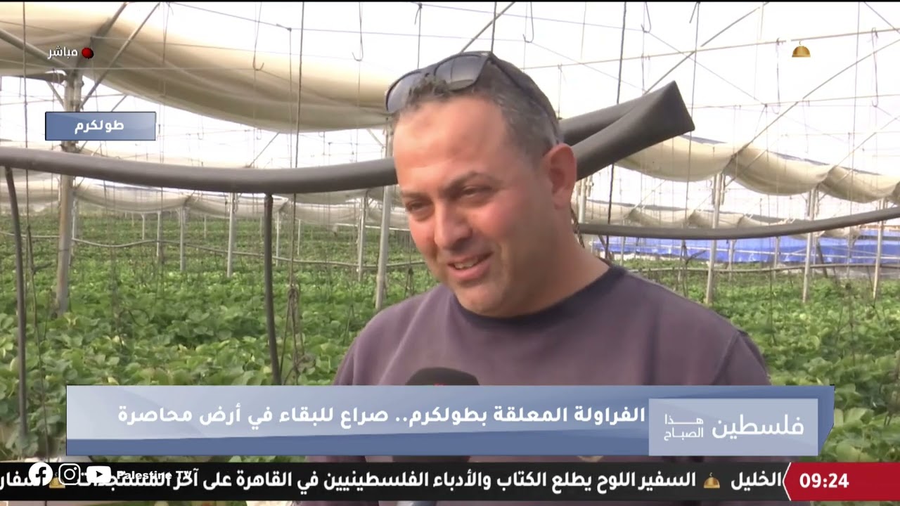 اللجوء لزراعة الفراولة المعلقة في طولكرم محاولة لإنقاذ موسم في أرض محاصرة كما يوضح محمد عبد القادر