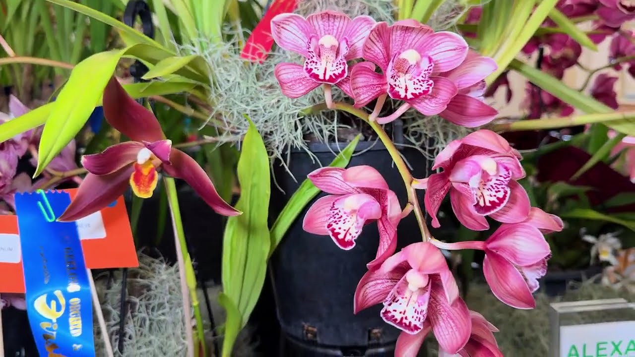 Geelong Orchid & Indoor Plant Spring Show 2025