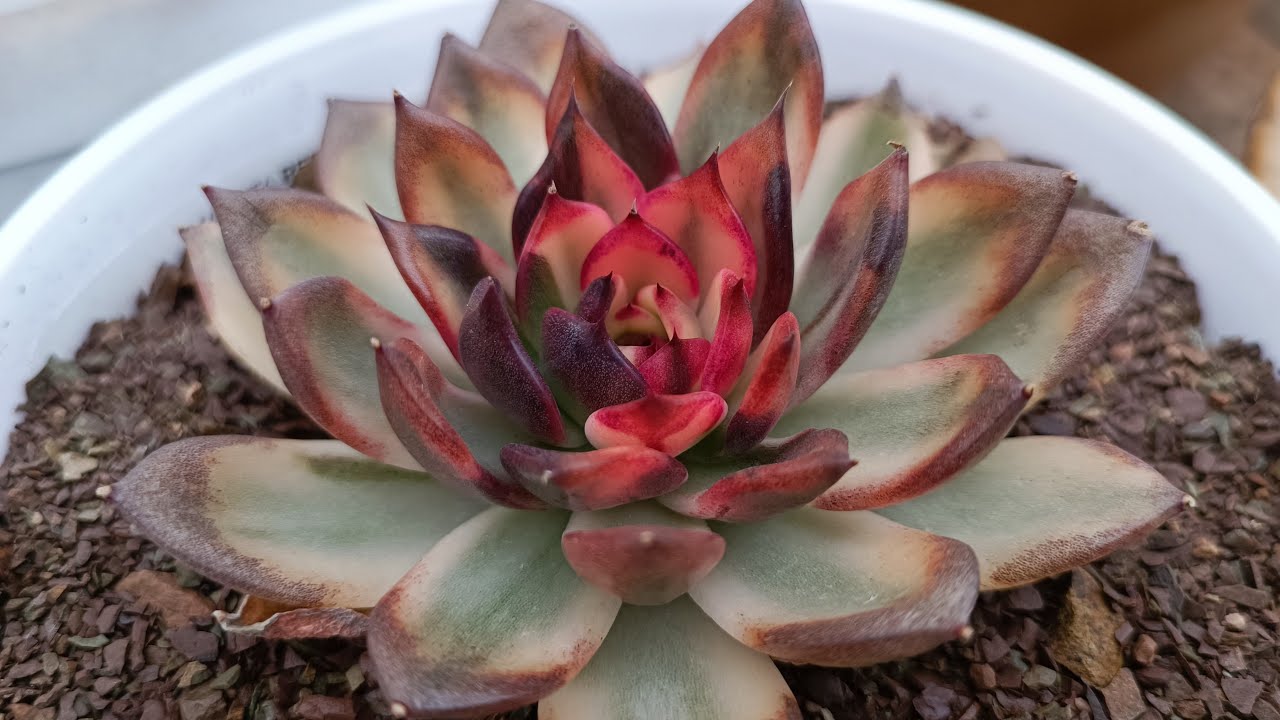 Necesitamos hablar mis jardineros.