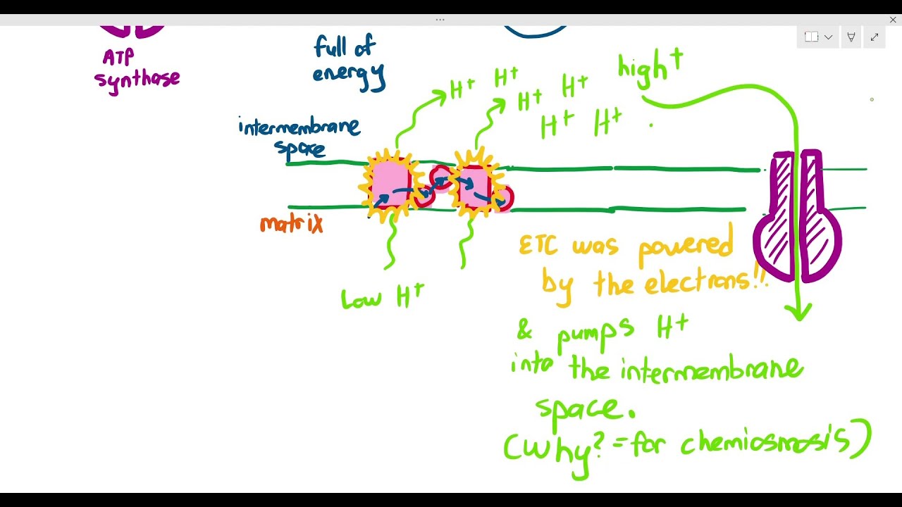 12-9 Oxidative Phosphorylation & Chemiosmosis (Cambridge AS A Level Biology, 9700)
