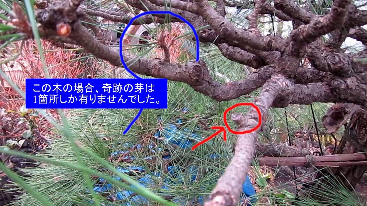 No.037_マツ⑤芽摘みとその後など 180222・