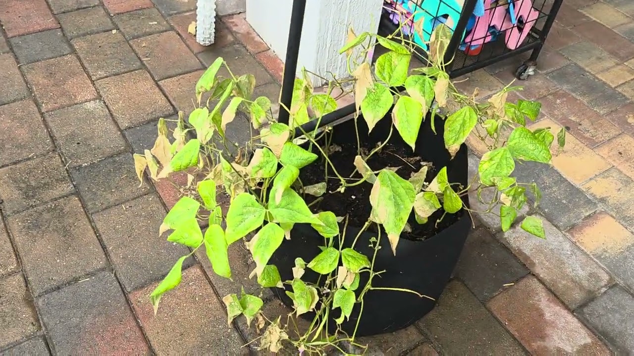 Happy New Year and 1st Garden Update 