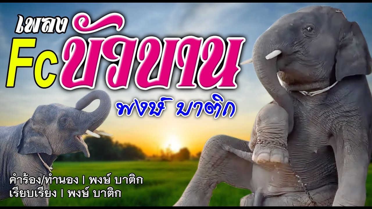FC บัวบาน | พงษ์ บาติก