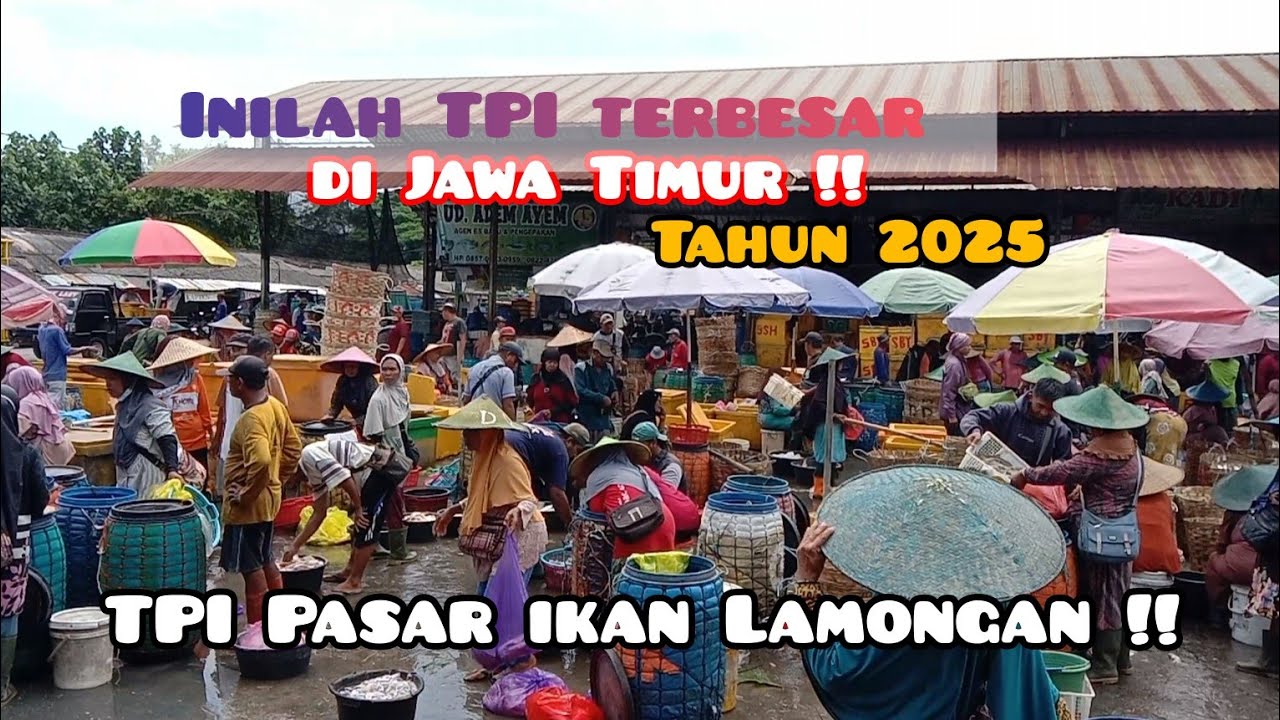 Update terkini !! Inilah TPI terbesar di Jawa Timur tahun 2025 !! TPI Pasar ikan Lamongan !!