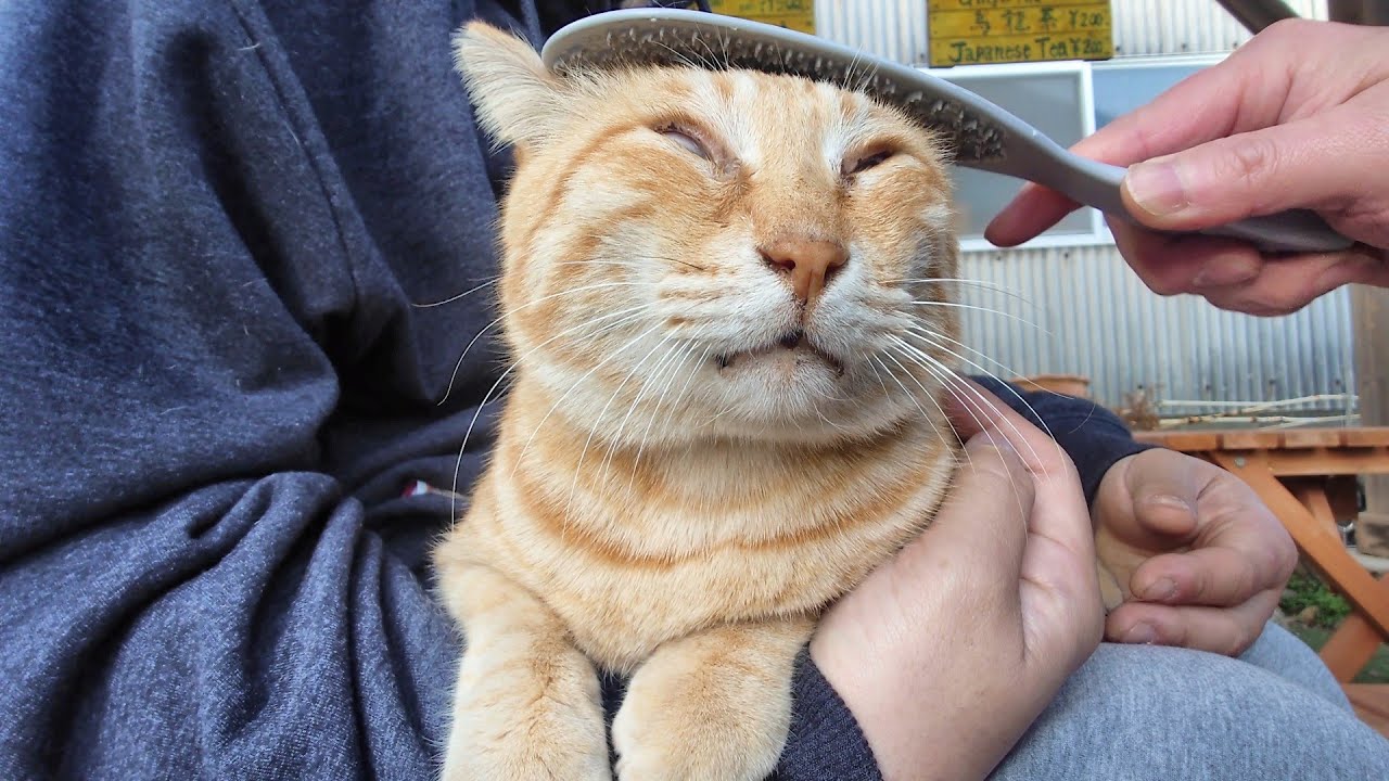愛を込めてマッサージしたら気持ちよくなってこんな顔になっちゃった猫さん（いじわるしてごめんねw）