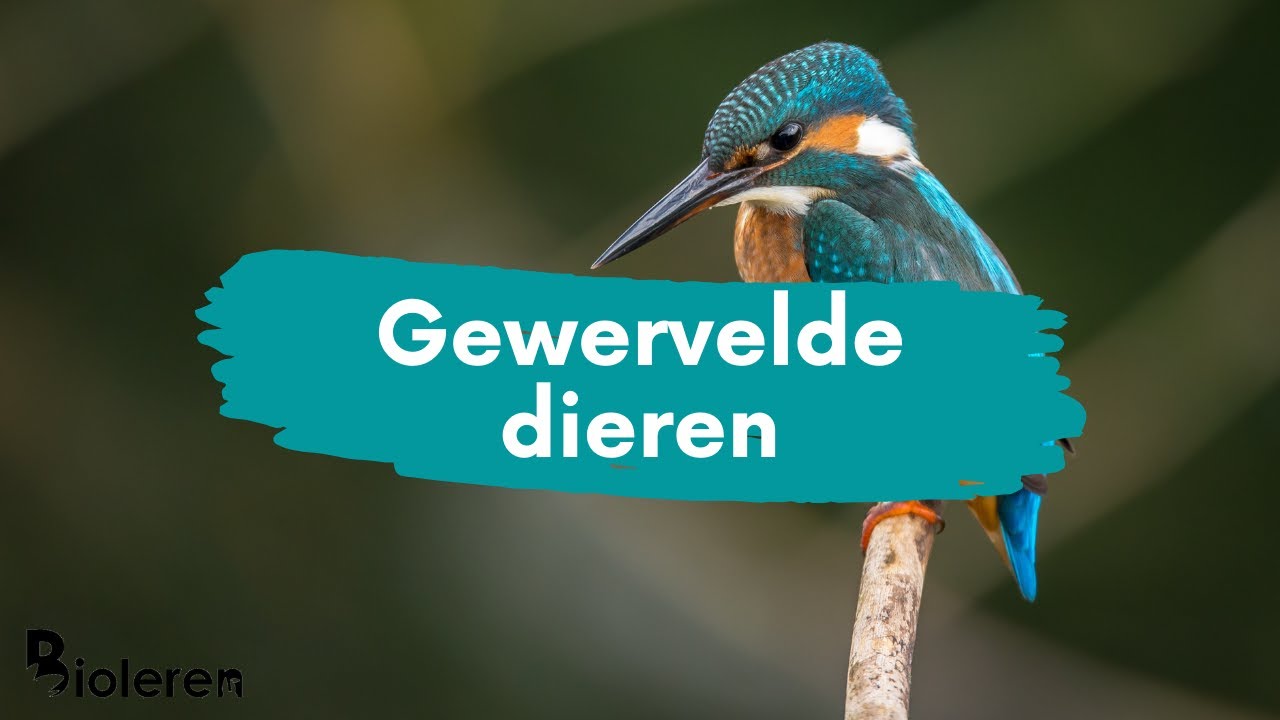 Bioleren - Gewervelde dieren | NIEUW