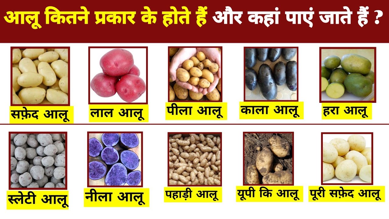 आलू कितने प्रकार के होते हैं 😛 सभी प्रकार के आलू कहां पाएं जाते हैं 💥 Types of Potatoes Worldwide