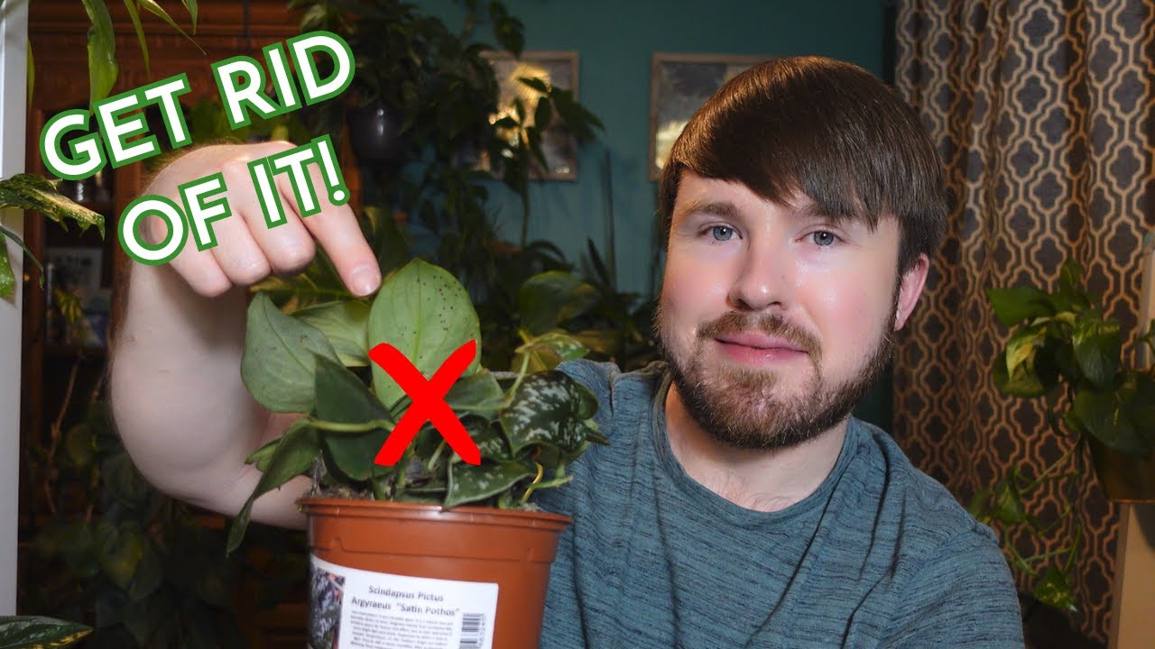 Get Rid of Artillery Fungus On Houseplants - What It Is & How to Remove It!