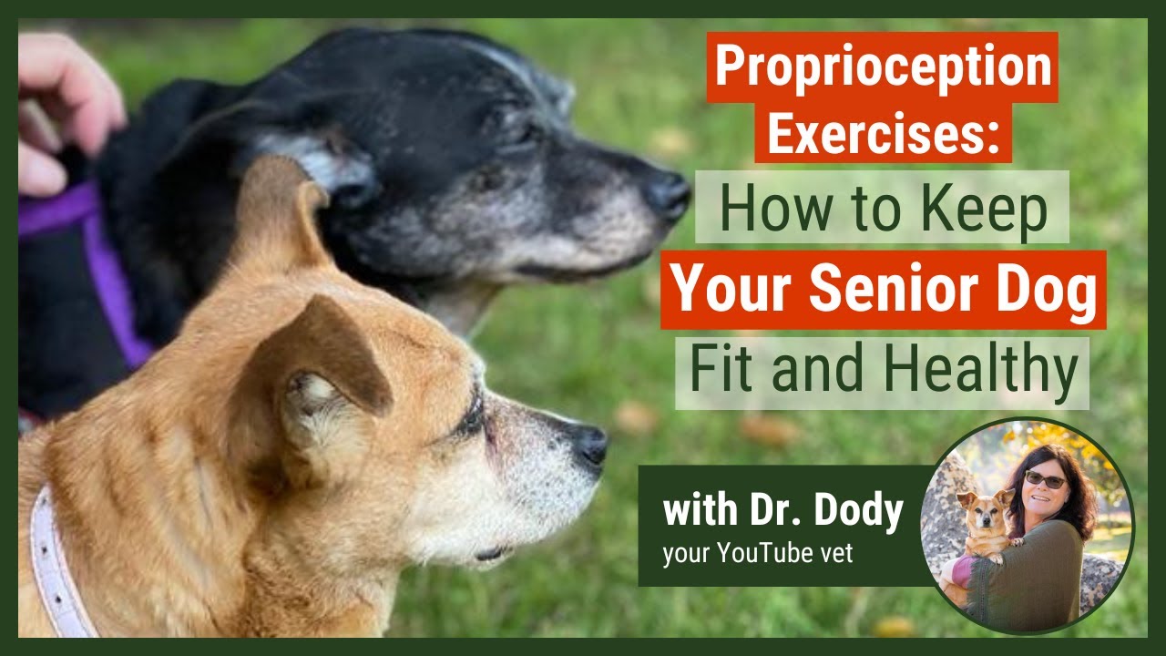 How to Keep Your Senior Dog Fit and Healthy | Proprioception Exercises