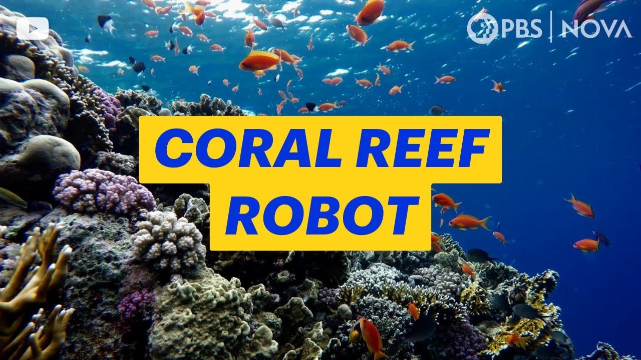 A Robot Made to Find Healthy Coral Reefs | NOVA | PBS