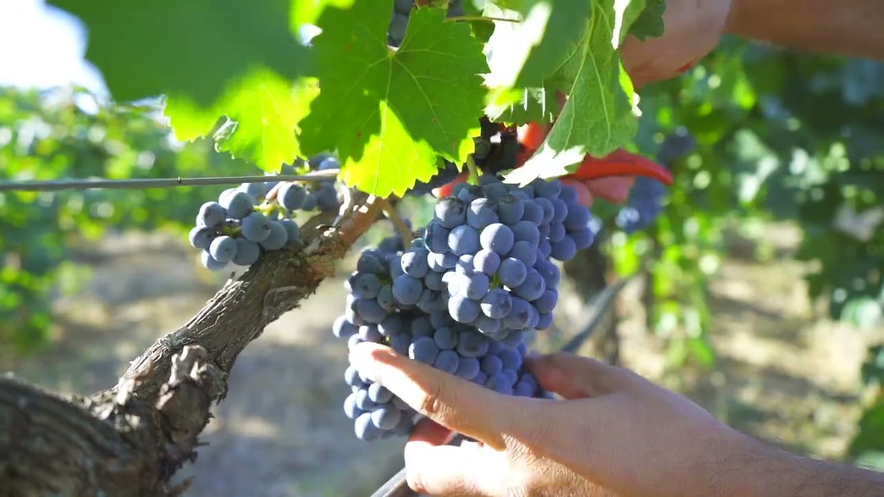 HABLA entre las bodegas líderes en sostenibilidad mundial