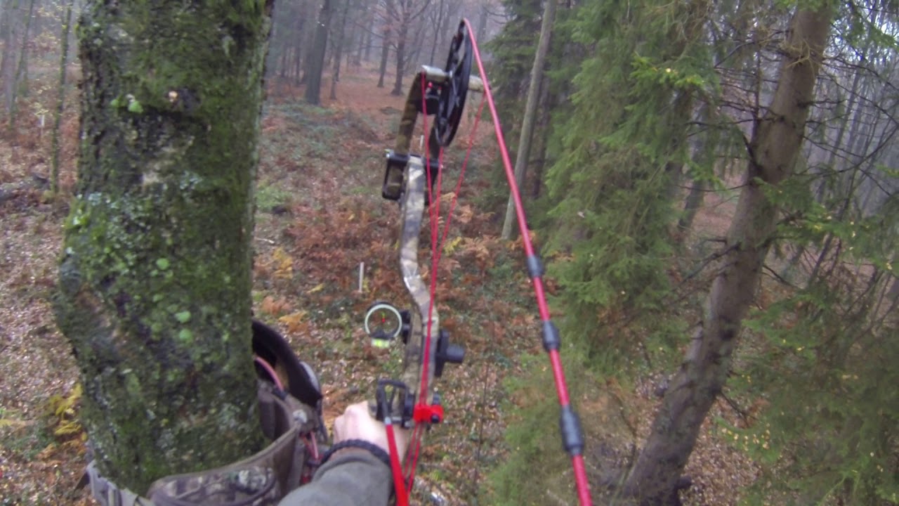 Chasse &agrave; l'arc sanglier (m&acirc;le)