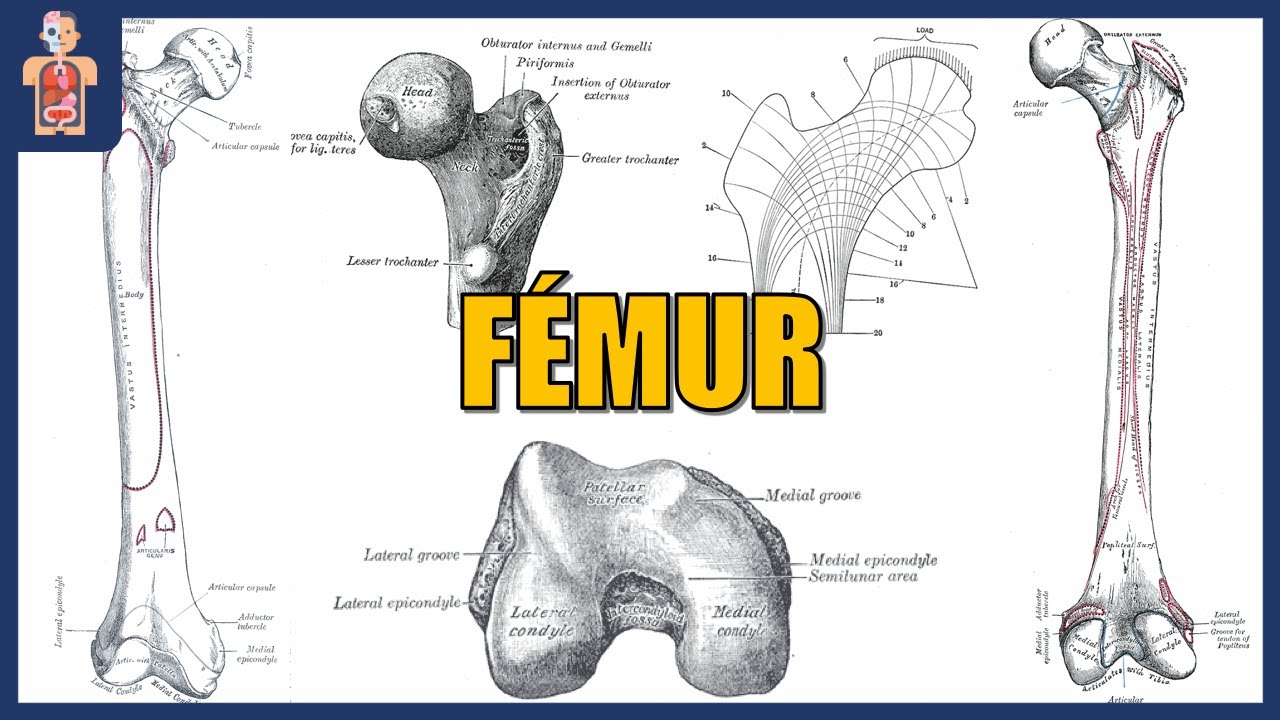 ANATOMÍA - FÉMUR