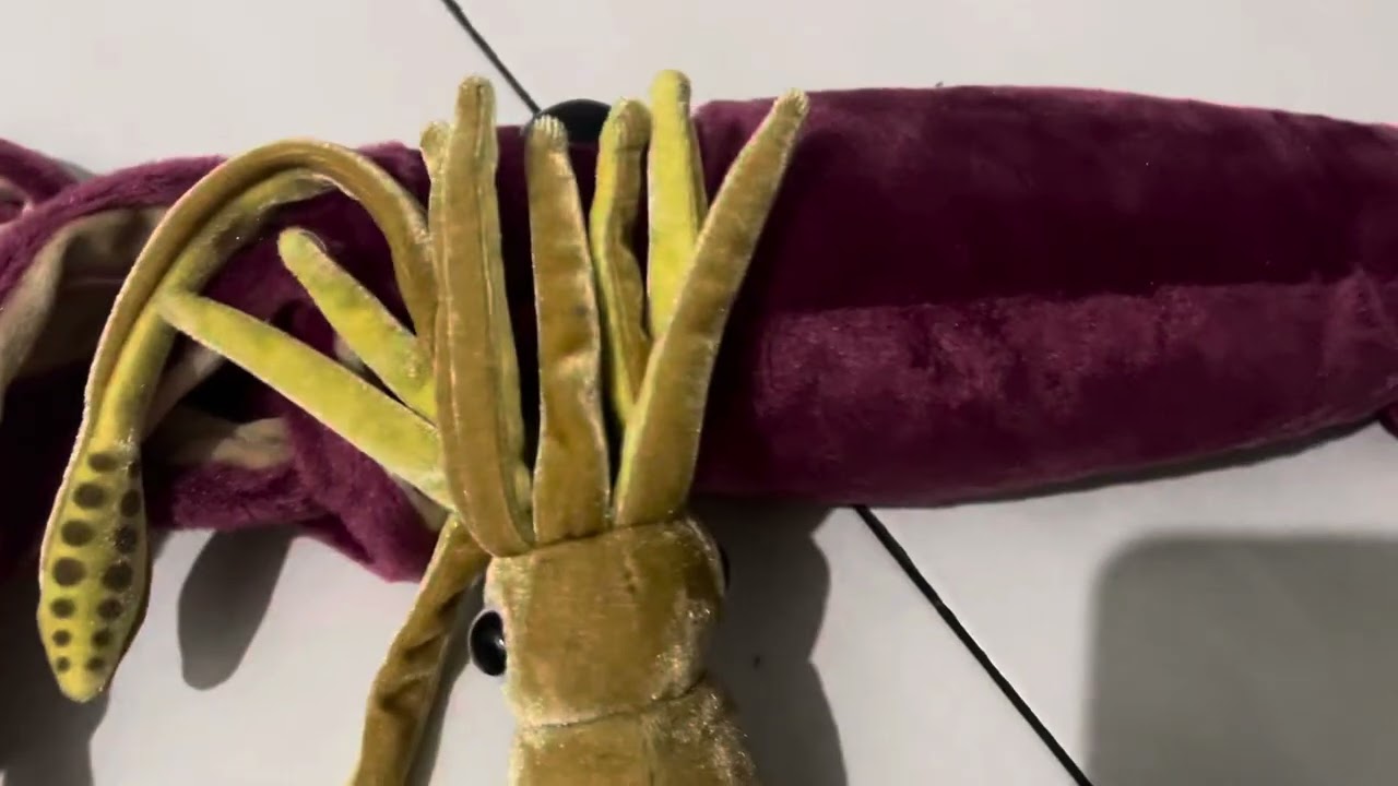 Colossal squid 🦑 🆚 giant squid 🦑