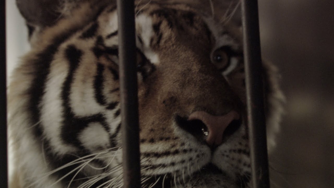 Exotic Animals Escape and Forces Town into Lockdown