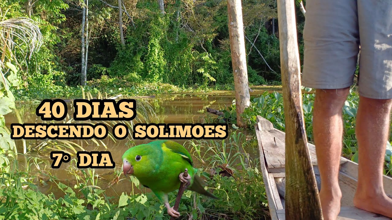 7° DIA / 40  DIAS  DESCENDO  O  SOLIMÕES - pernoite em um lugar cheio de pássaros