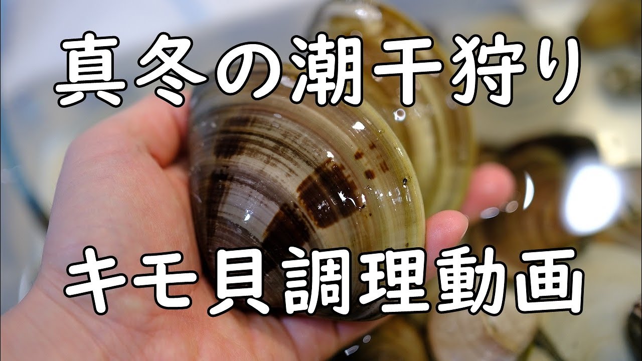 【無料で潮干狩り】貝たちの楽園を調査したら特大ハマグリが降臨した【愛知・三河湾・六条潟】