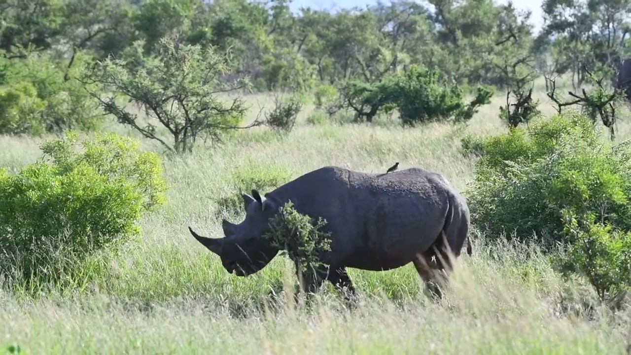 Rhino and elephants together. I KRUGER SUNSET LODGE I SAFARI HIGHLIGHTS #23