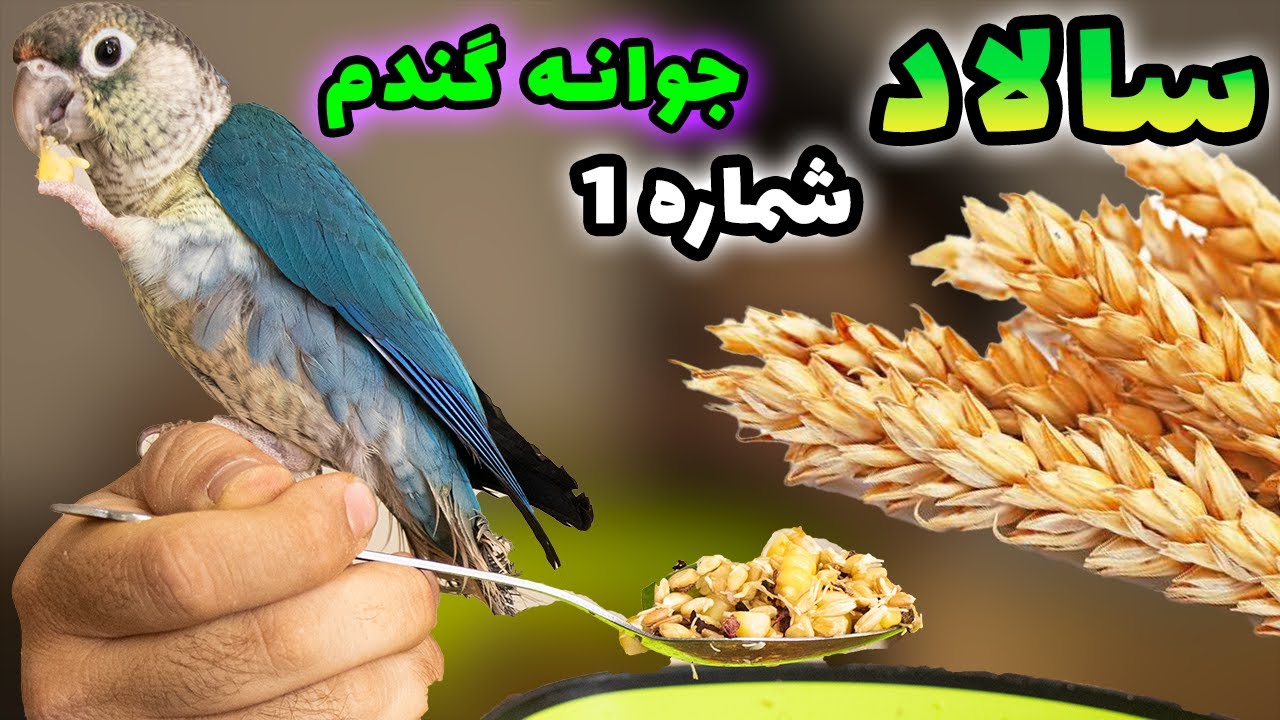 سالاد جوانه گندم برای طوطی ها (شماره یک) || wheat germ salad for parrots
