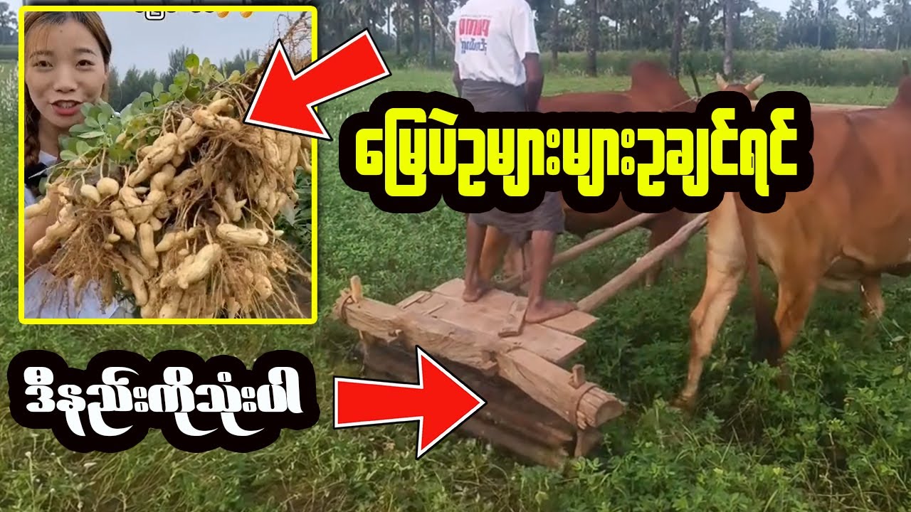 မြေပဲစိုက်တောင်သူများ မဖြစ်မနေကြည့်သွားပါ